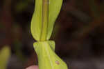 Manyflower beardtongue